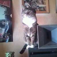 シマネコ